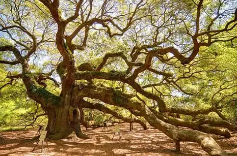 The Angel Oak's huge, twisting limbs spreading low across the ground in dappled sunlight