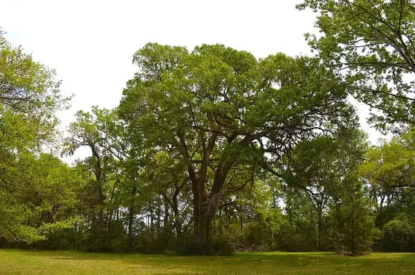 A broad live oak in fresh spring leaf at the edge of a grassy field at Caw Caw Interpretive Center