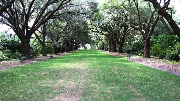 A grassy avenue lined on both sides by arching live oaks at Charles Towne Landing