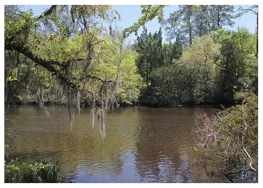 A still, tree-lined creek with Spanish moss hanging over the water at Old Dorchester