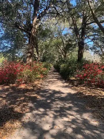 A shaded dirt path through Hampton Park lined with red flowering shrubs under live oaks