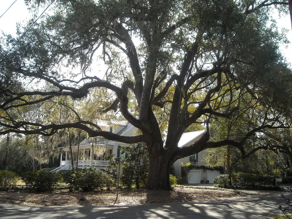 A huge live oak with wide, low limbs spreading over a street in front of white houses in Summerville