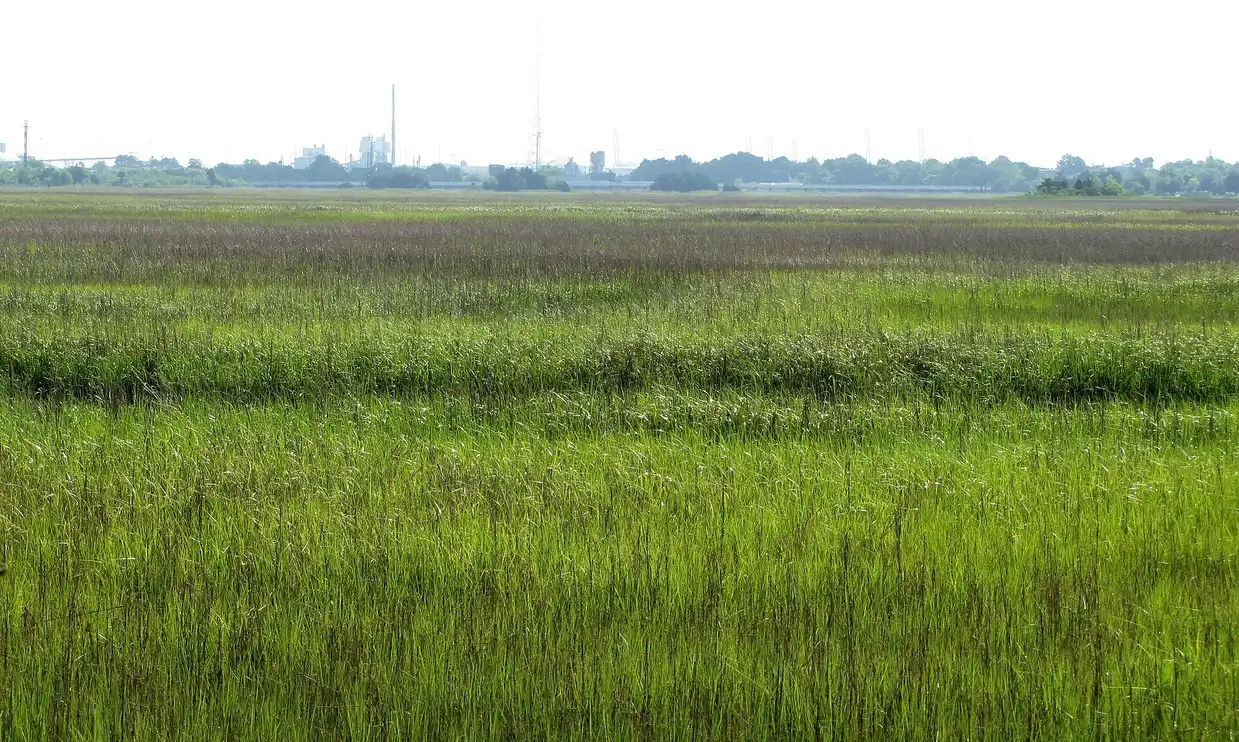 Wide green marsh along Orangegrove Creek and the Ashley River under a pale sky at Charles Towne Landing
