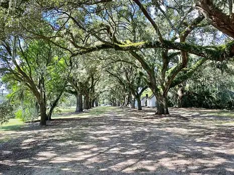 An avenue of broad live oaks shading a dirt lane at McLeod Plantation on James Island