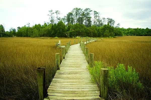 A narrow wooden boardwalk crossing golden marsh grass toward a line of trees at Palmetto Islands County Park
