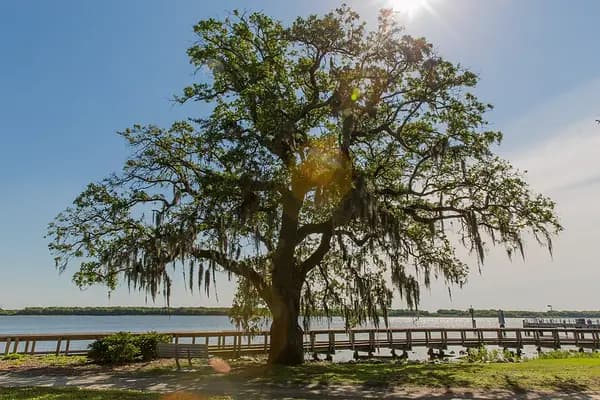 A single moss-hung live oak on a lawn by the Cooper River at Riverfront Park, with a pier behind it