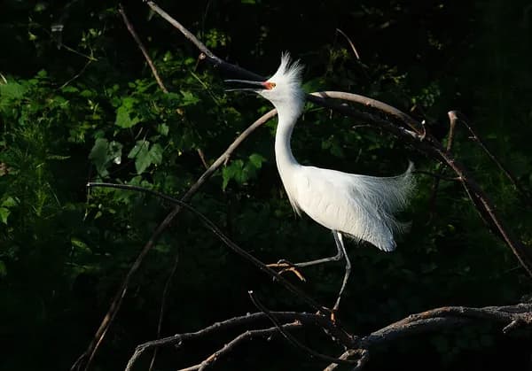 A white snowy egret with breeding plumes perched on a dark branch at Cypress Wetlands