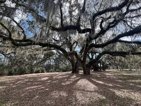 Spreading live oaks hung with Spanish moss over a shaded lawn on the grounds of Honey Horn