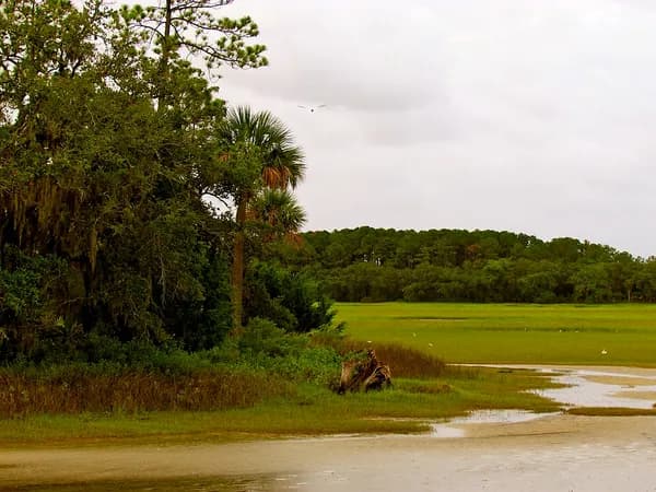 Palmettos and trees at the edge of a green salt marsh and tidal flat at Pinckney Island National Wildlife Refuge