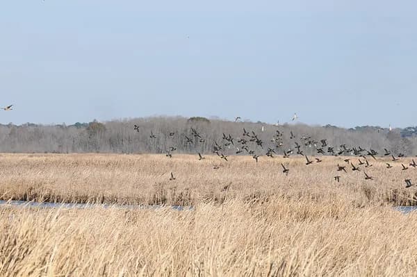 A flock of birds lifting off over golden marsh grass at Savannah National Wildlife Refuge, with a tree line behind